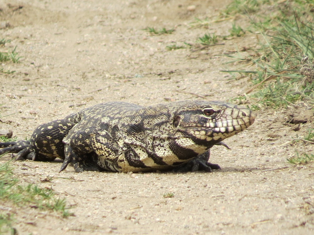 Animals - ML646513091