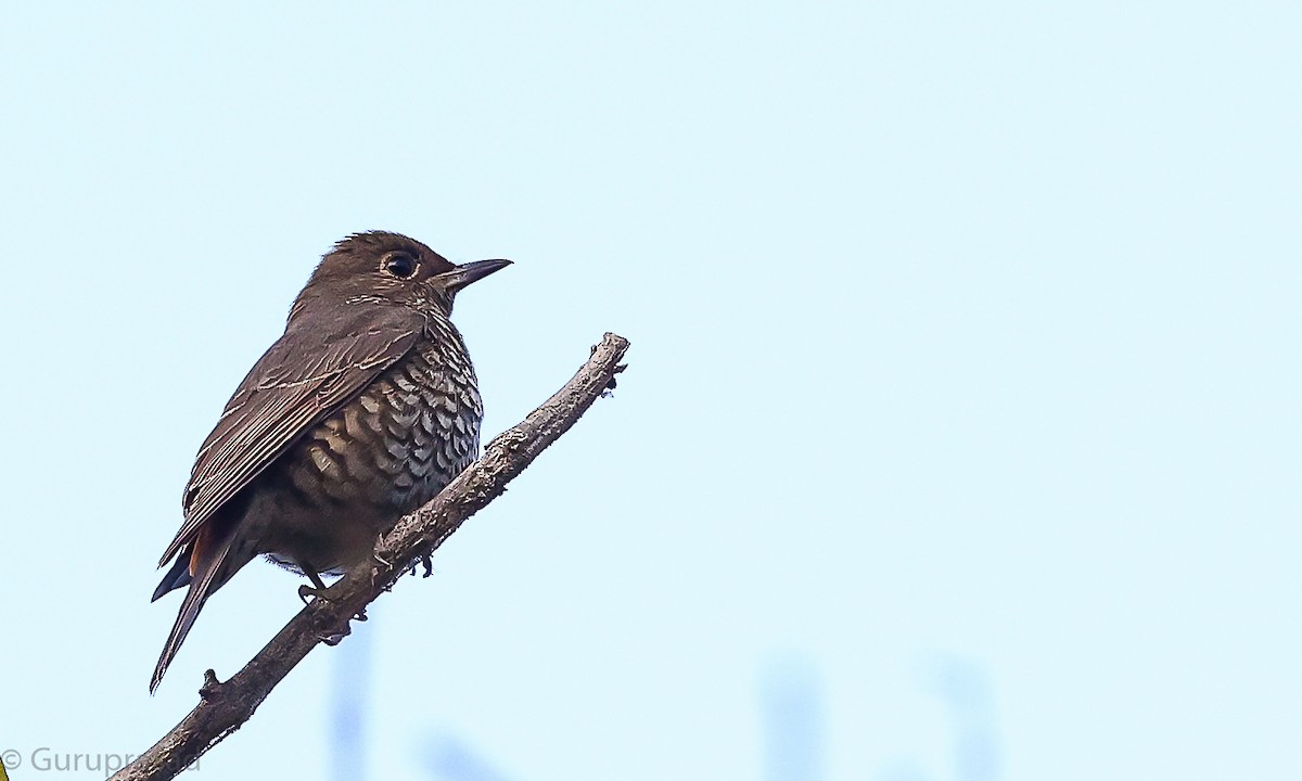 モンツキイソヒヨドリ - ML646513093