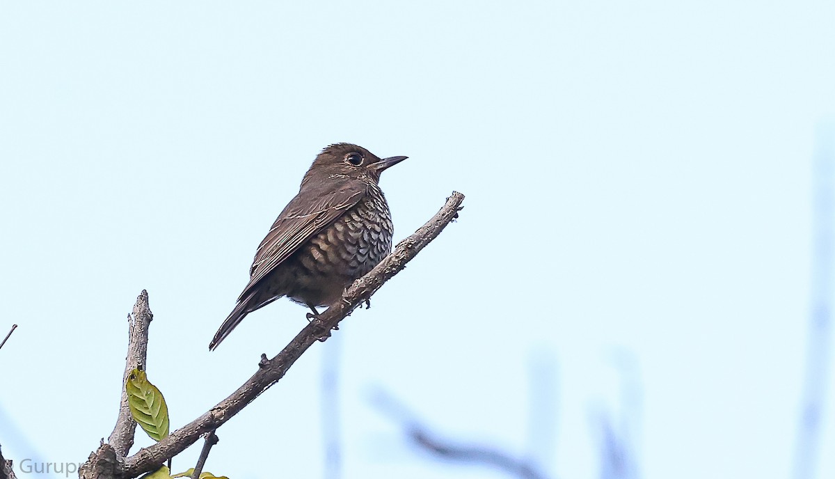 Blue-capped Rock-Thrush - ML646513094