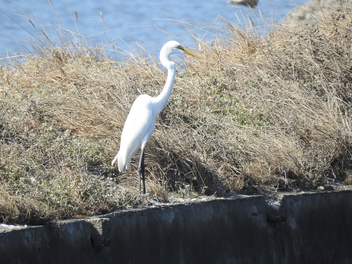 Great Egret - ML646513095