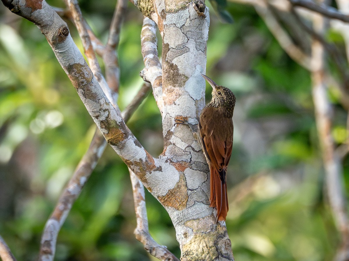 Guianan Woodcreeper - ML646513104