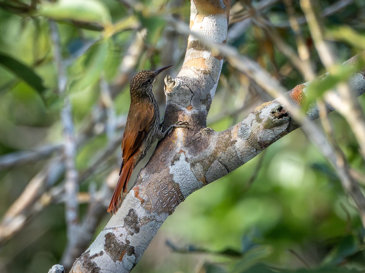 Guianan Woodcreeper - ML646513105