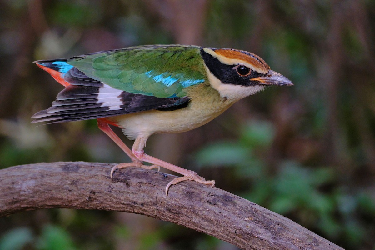 Fairy Pitta - ML646513107