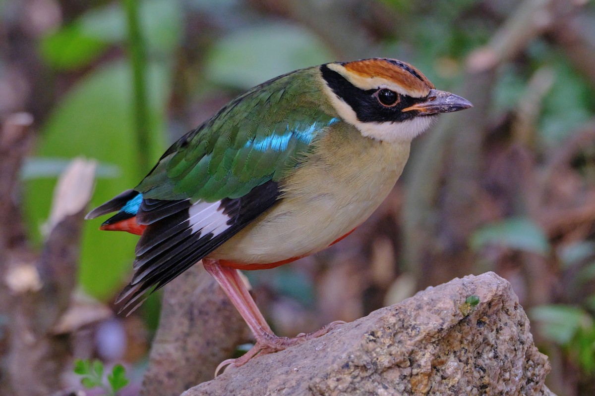 Fairy Pitta - ML646513108