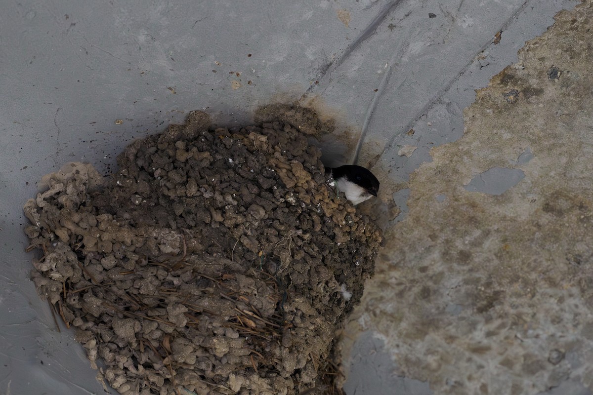 Siberian House-Martin - ML646513110