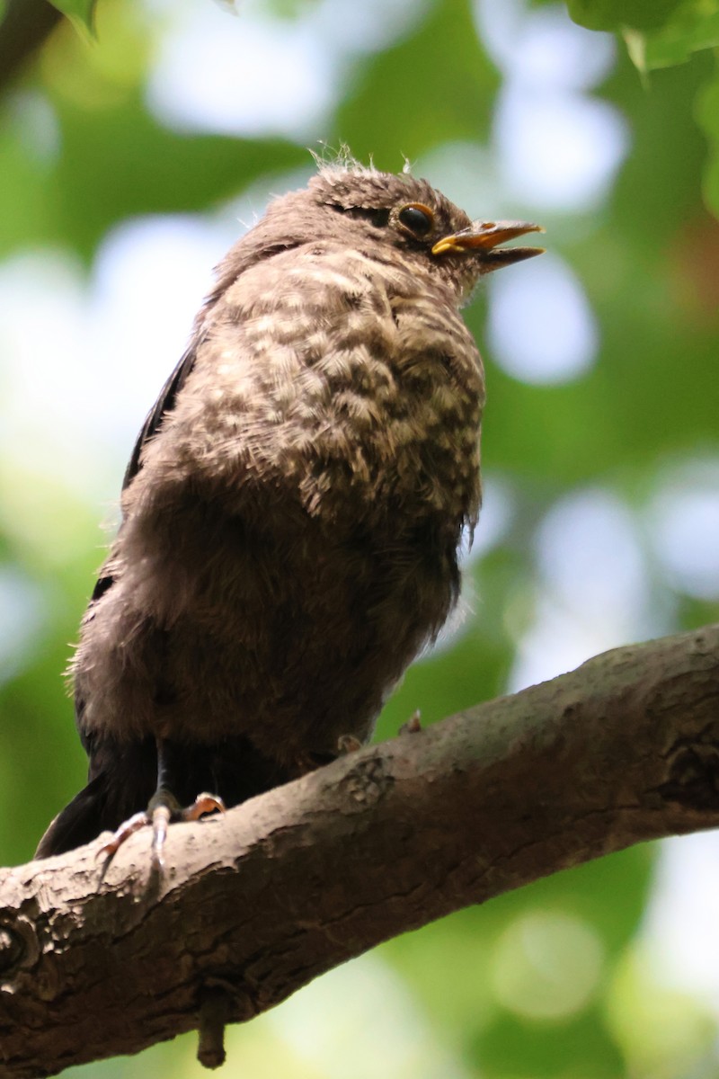 Chinese Blackbird - ML646513115
