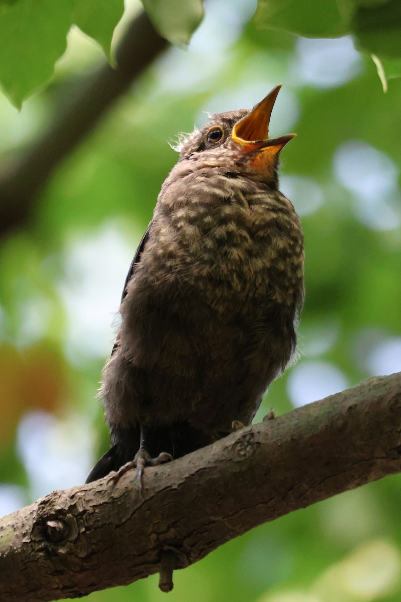 Chinese Blackbird - ML646513117