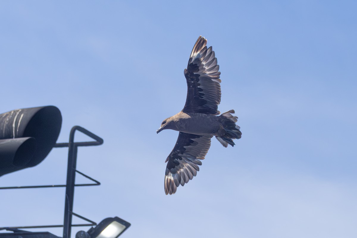 Brown Skua (Subantarctic) - ML646513118