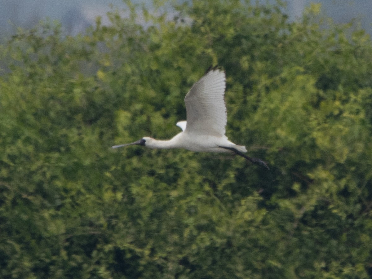 黑面琵鷺 - ML646513119