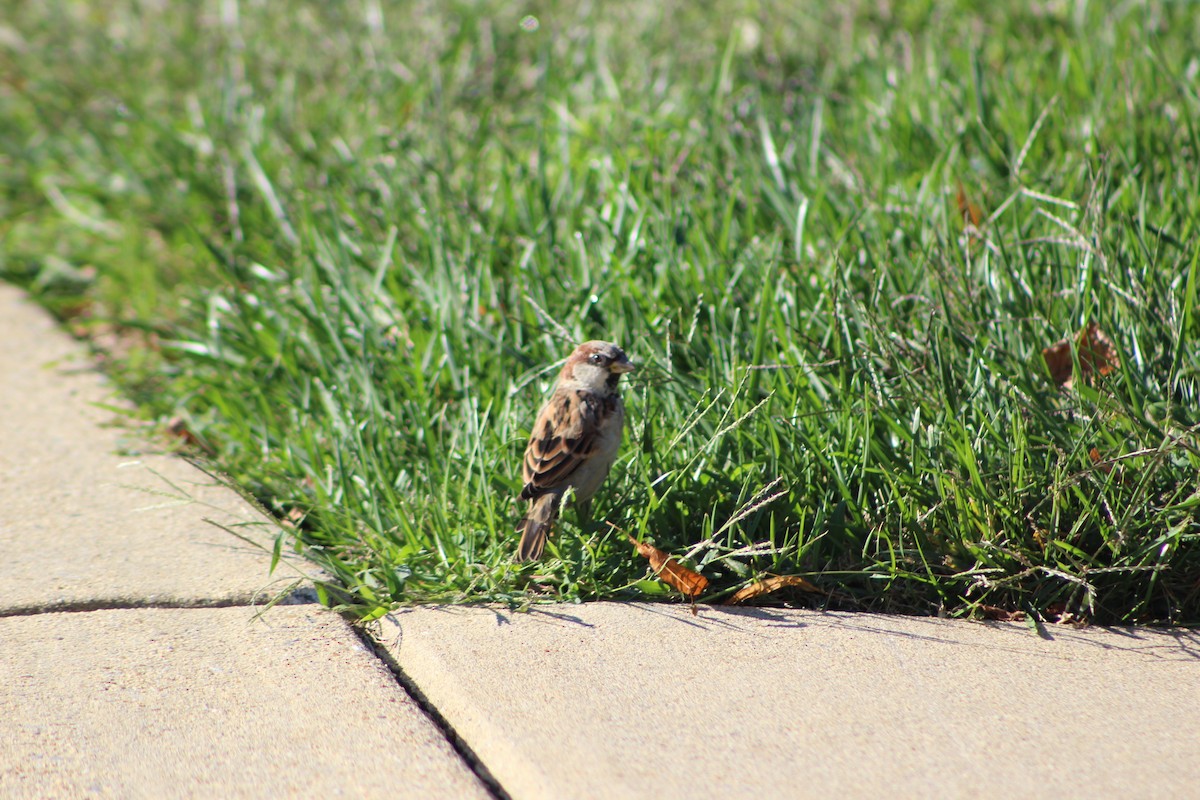 House Sparrow - ML646513120