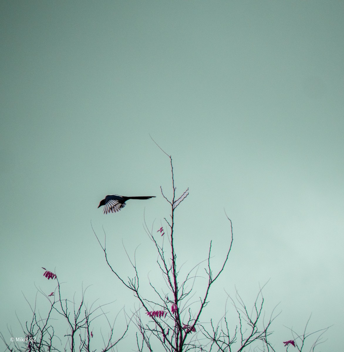 Eurasian Magpie - ML646513121