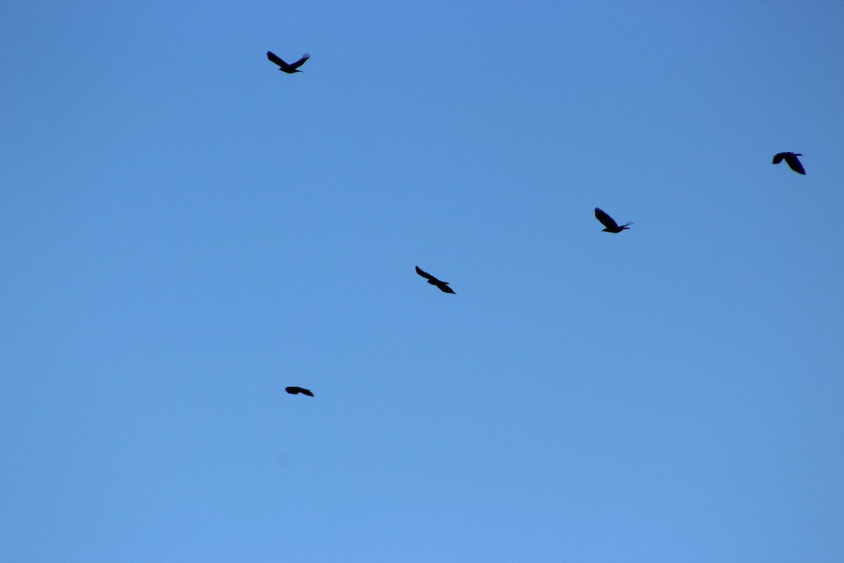 American Crow - ML646513125