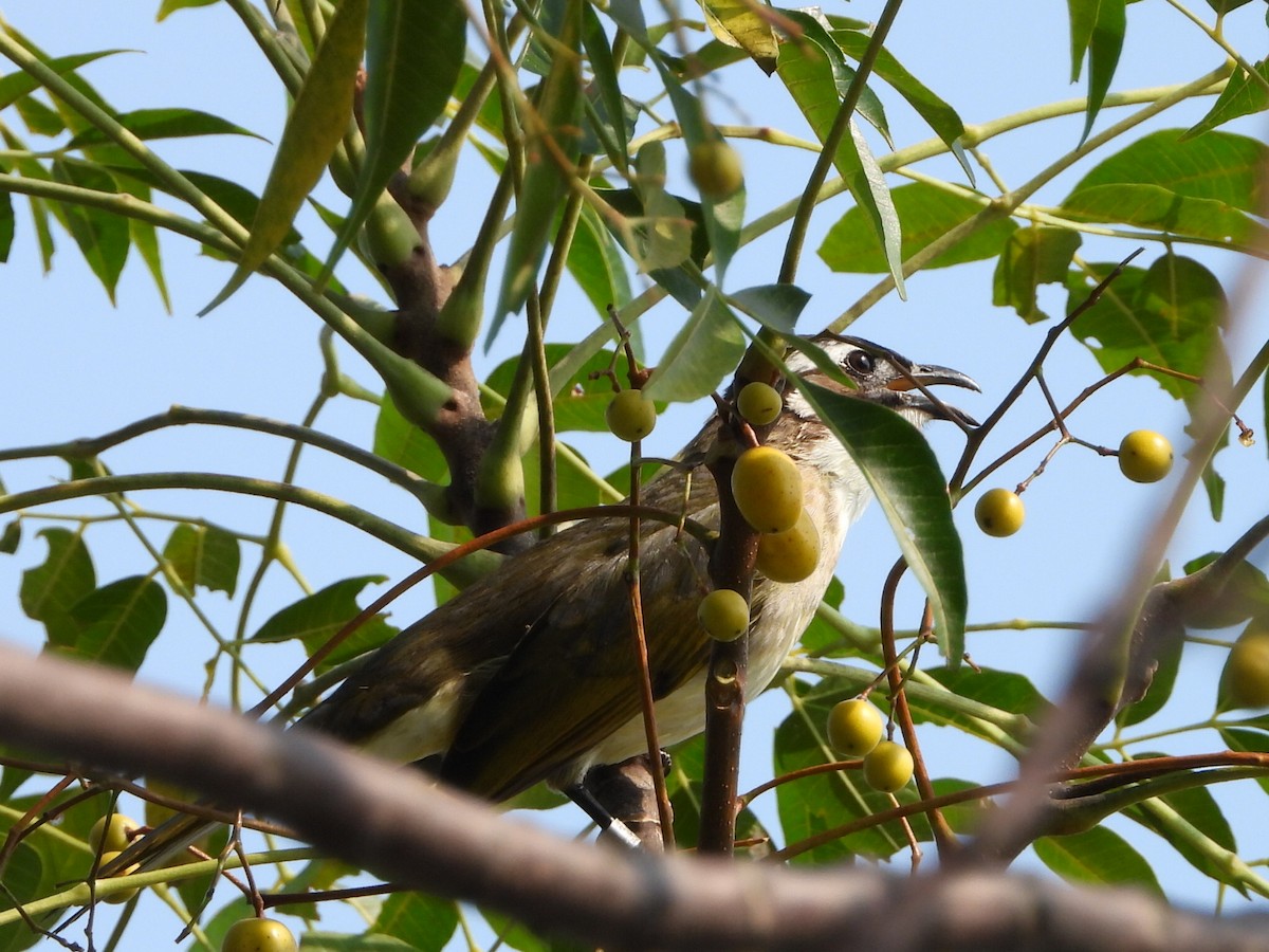 Chinabülbül - ML646513126