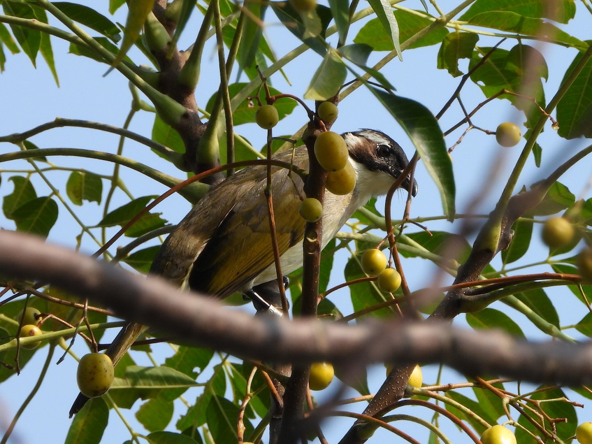 Chinabülbül - ML646513127