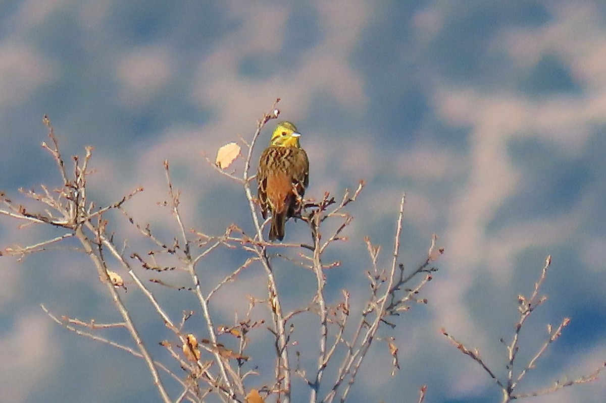 Yellowhammer - ML646513129