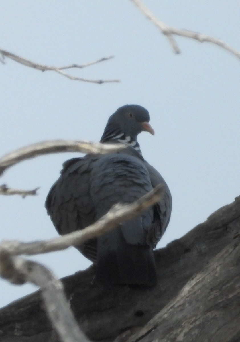 Paloma Torcaz - ML646513131