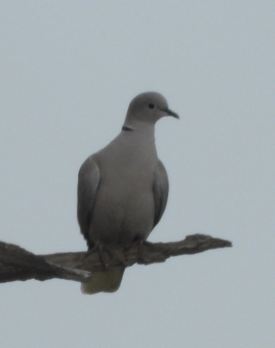 tyrkerdue - ML646513133