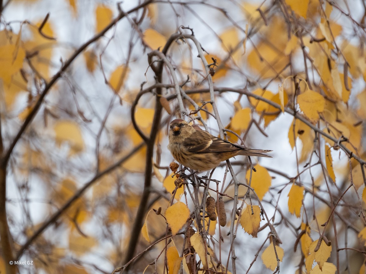 Redpoll - ML646513134