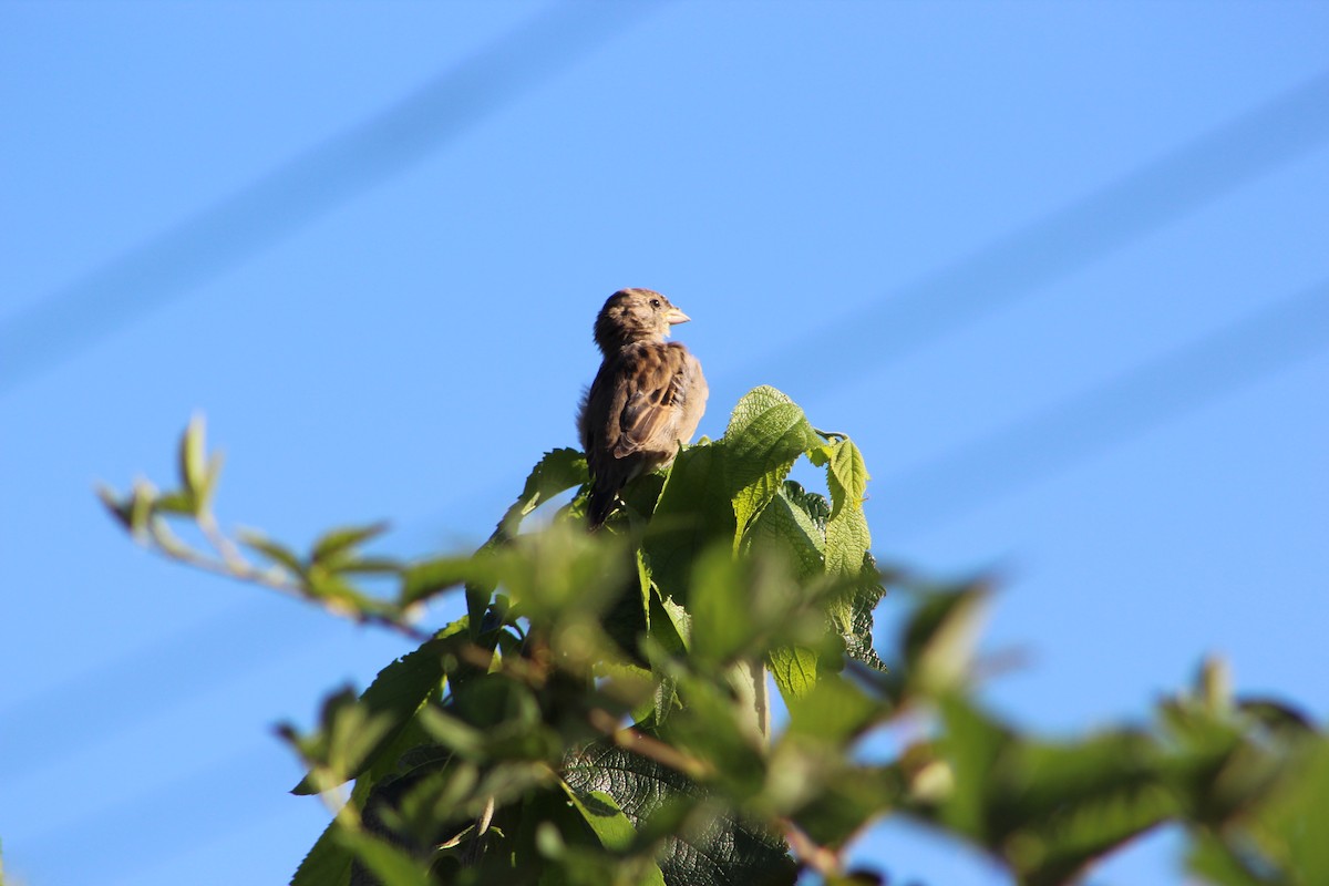 House Sparrow - ML646513138