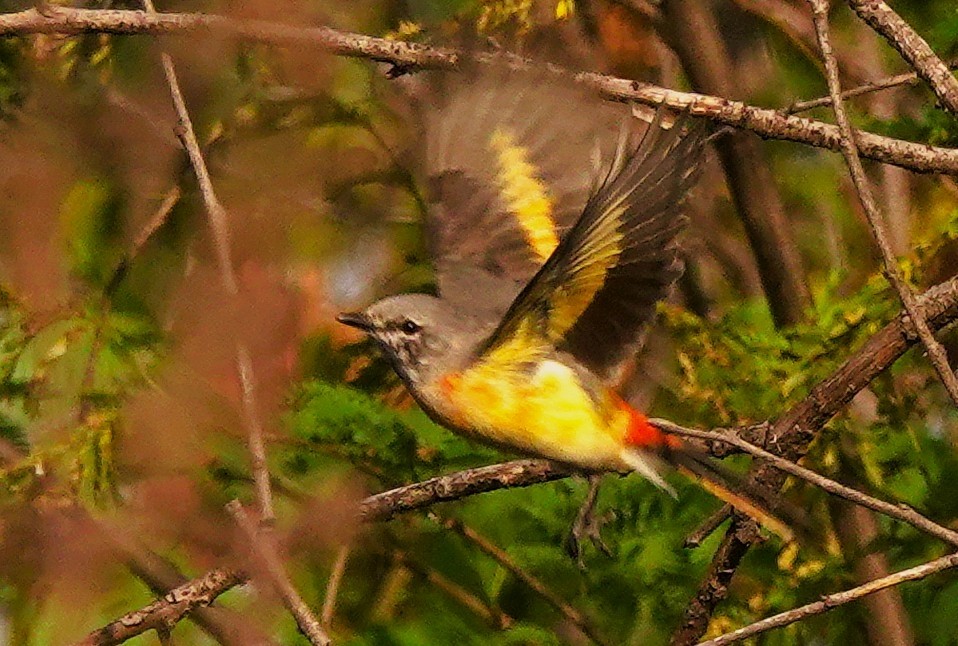 Small Minivet - ML646513140