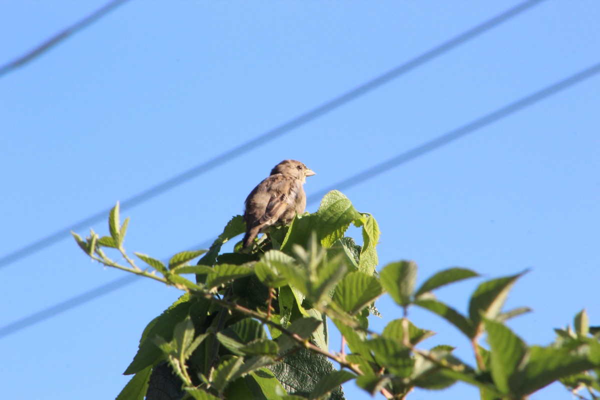 House Sparrow - ML646513142