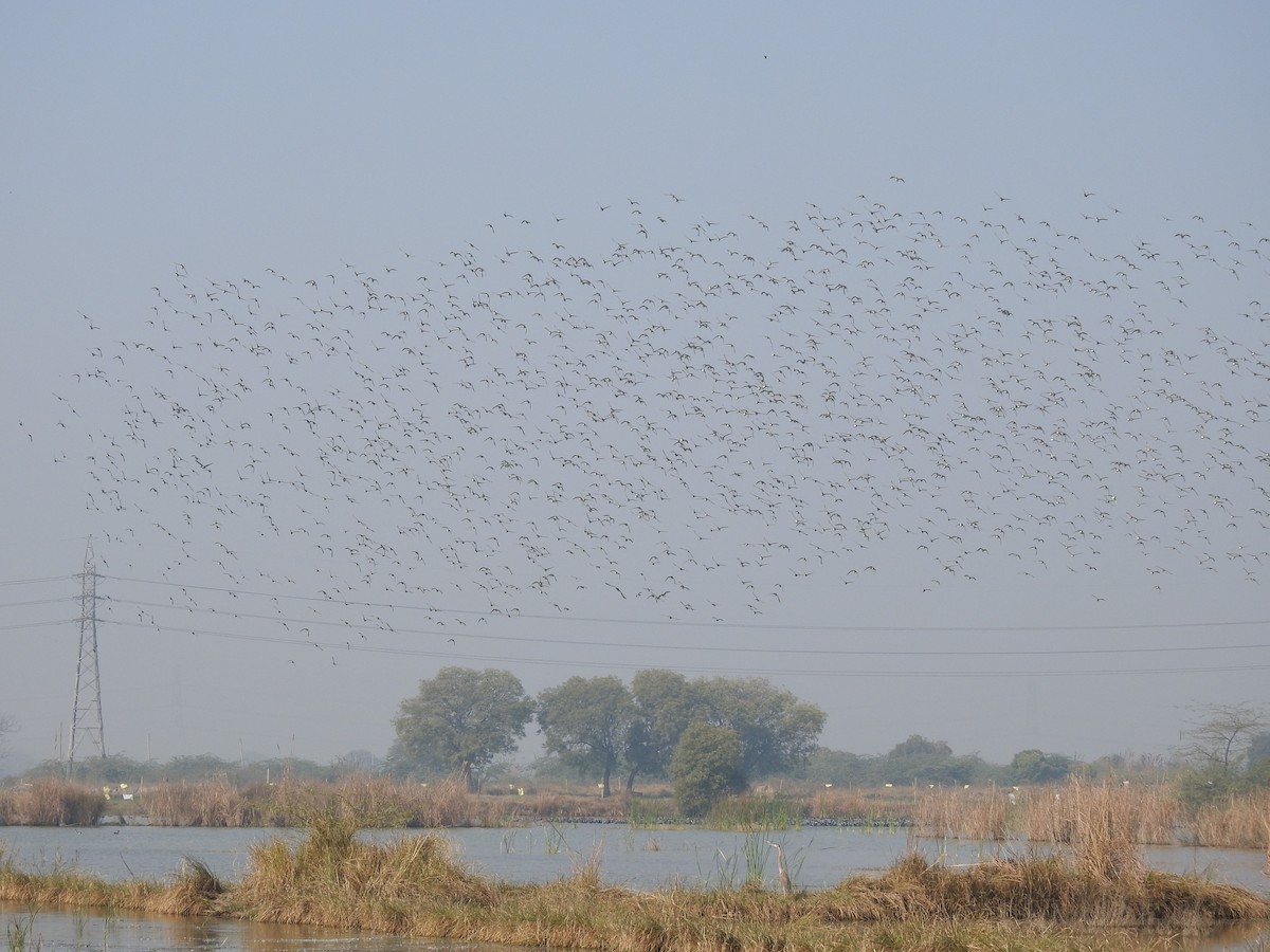 Northern Pintail - ML646513143