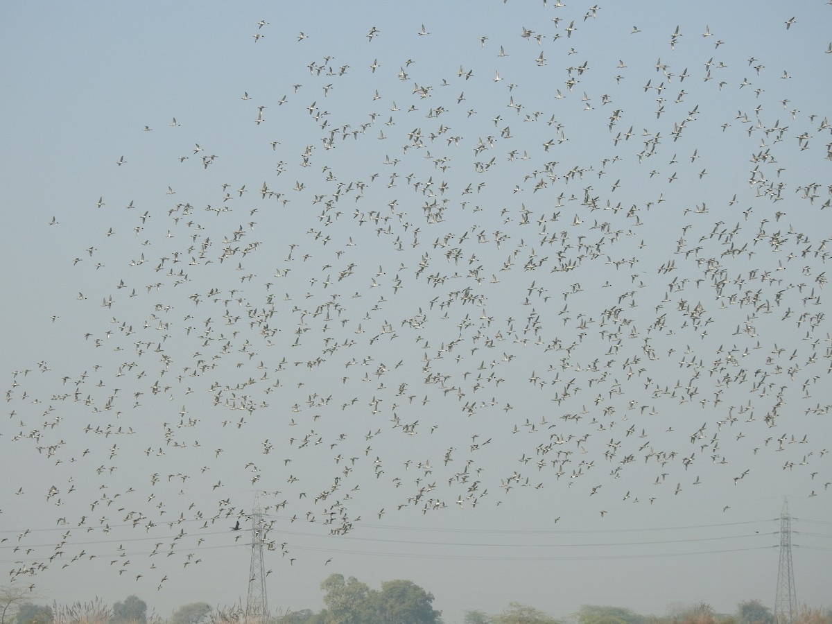 Northern Pintail - ML646513144