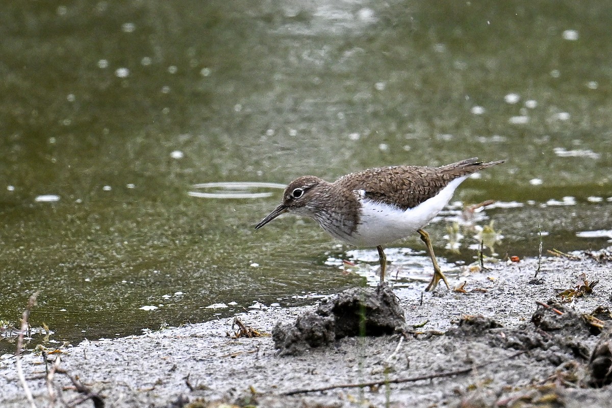 pisík obecný - ML646513145