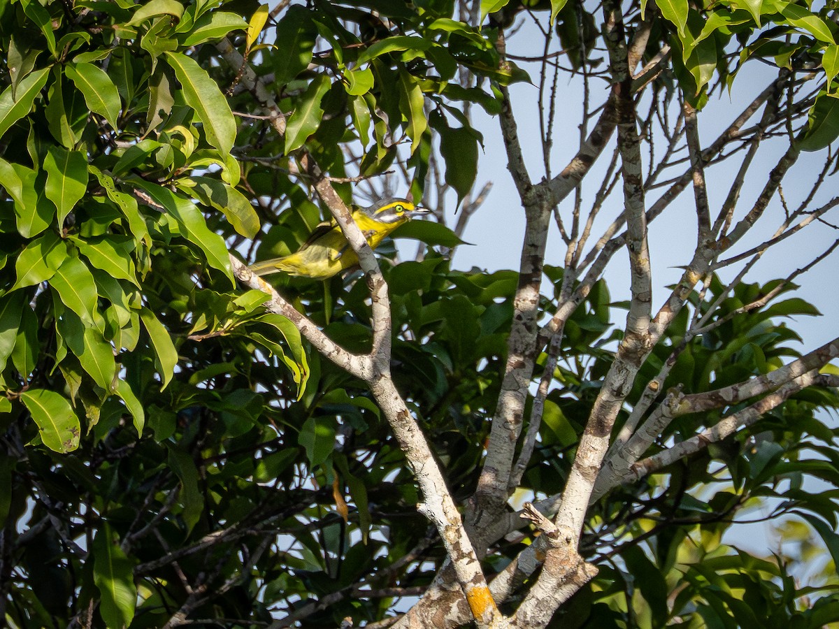 Slaty-capped Shrike-Vireo - ML646513146