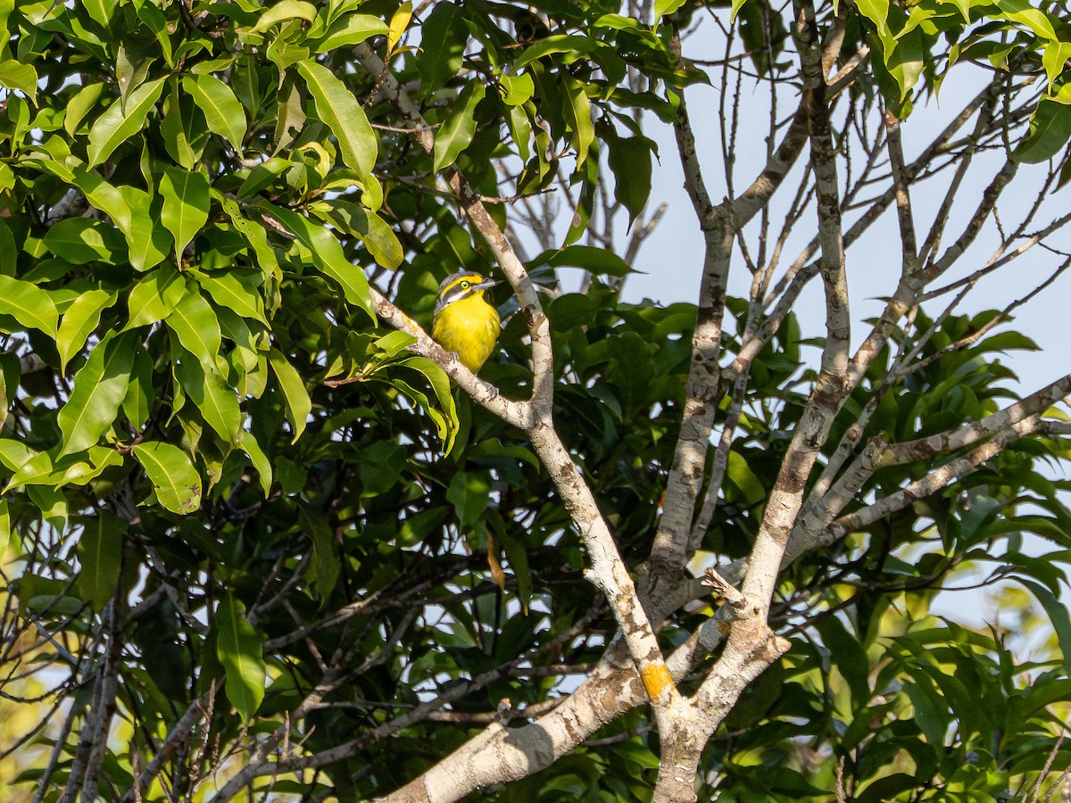 Slaty-capped Shrike-Vireo - ML646513147