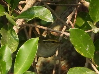 Goldhähnchen-Laubsänger - ML646513151