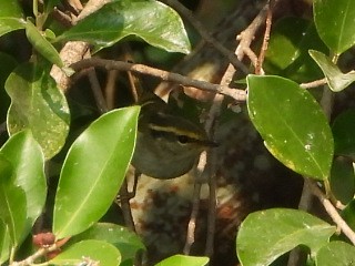 Goldhähnchen-Laubsänger - ML646513152