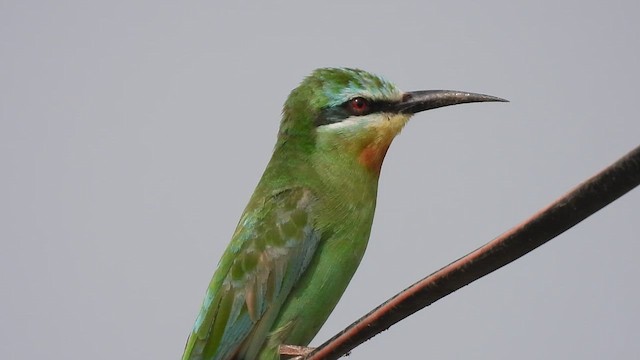 Blauwangenspint - ML646513153