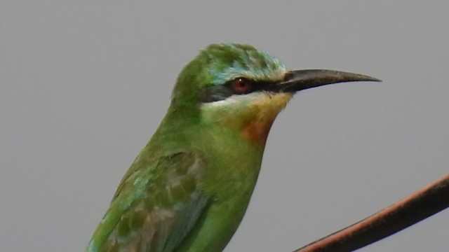 Blauwangenspint - ML646513154