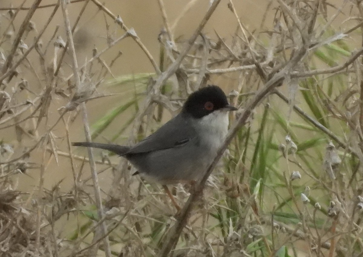 Sardinian Warbler - ML646513155