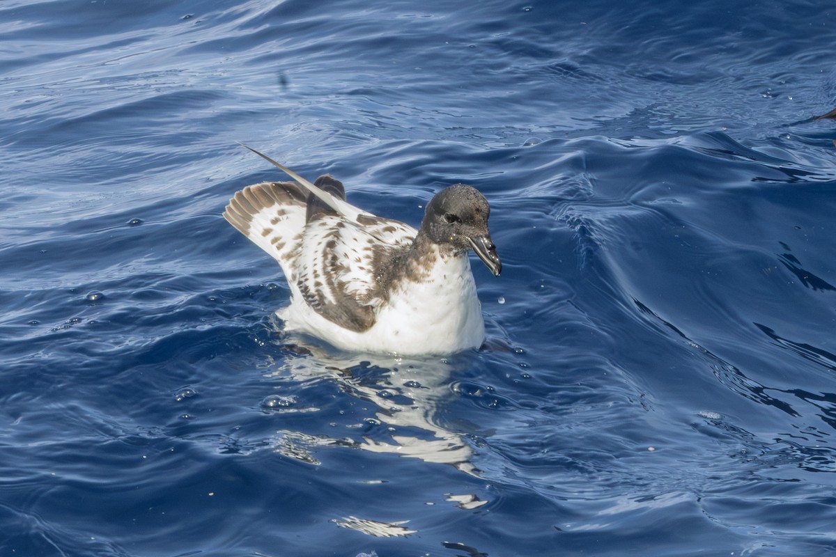 Pintado Petrel - ML646513159