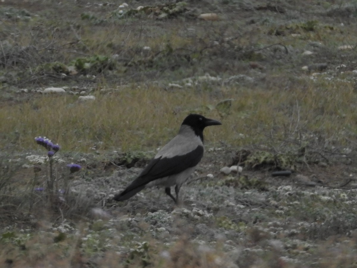 עורב אפור - ML646513161