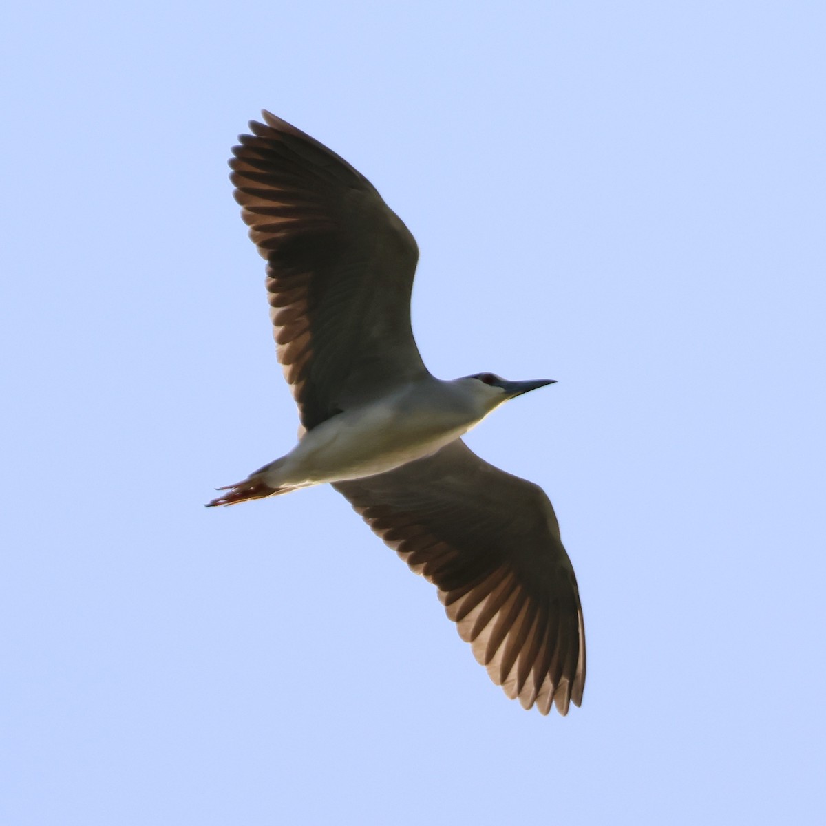 Ногоовор зашин - ML646513163