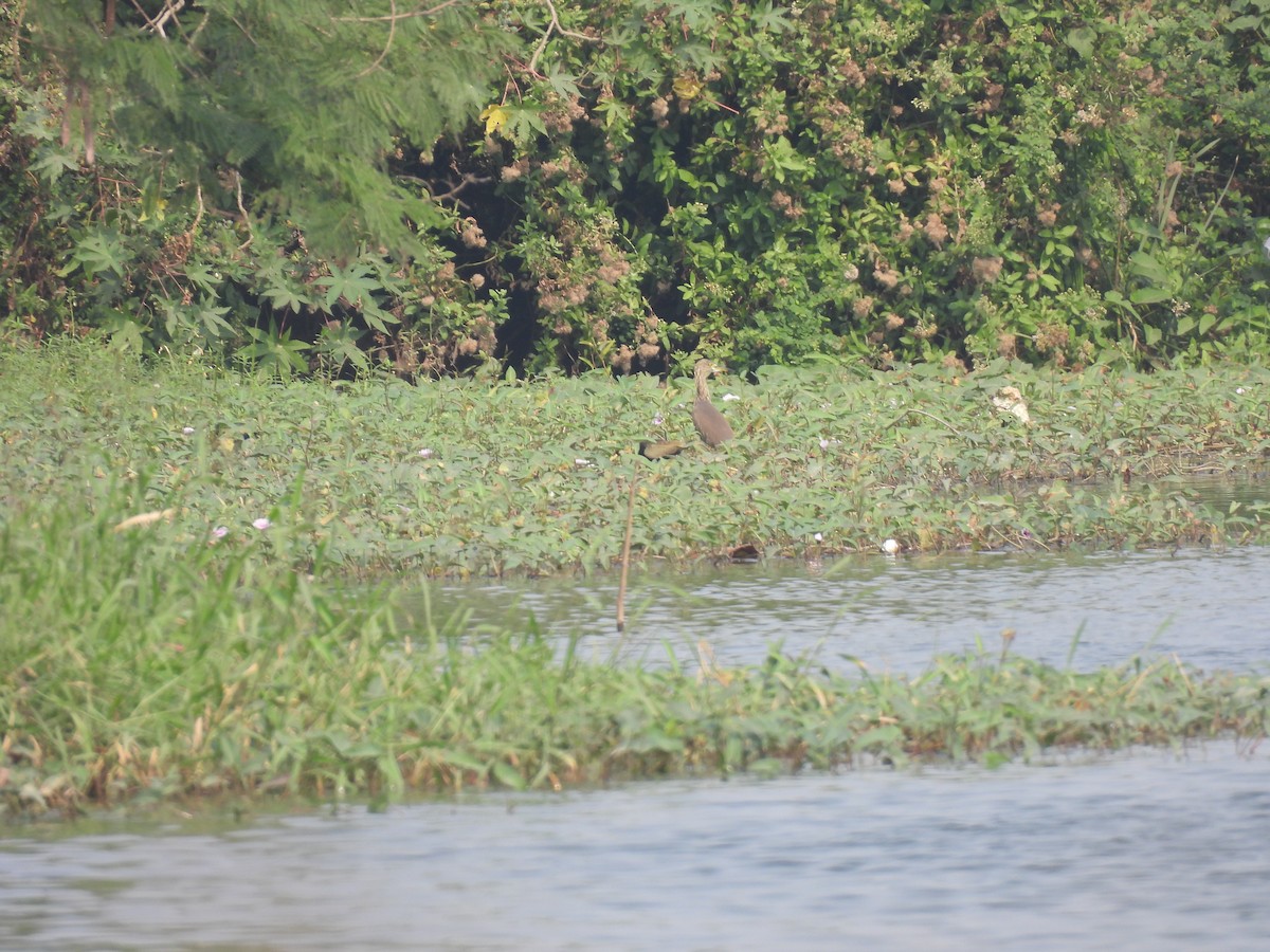 Paddyreiher - ML646513164