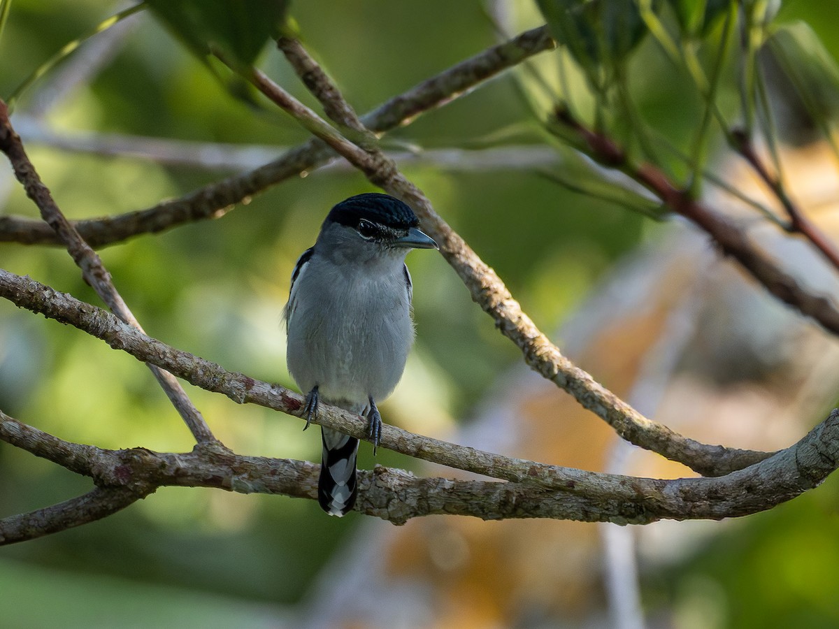 Black-capped Becard - ML646513168