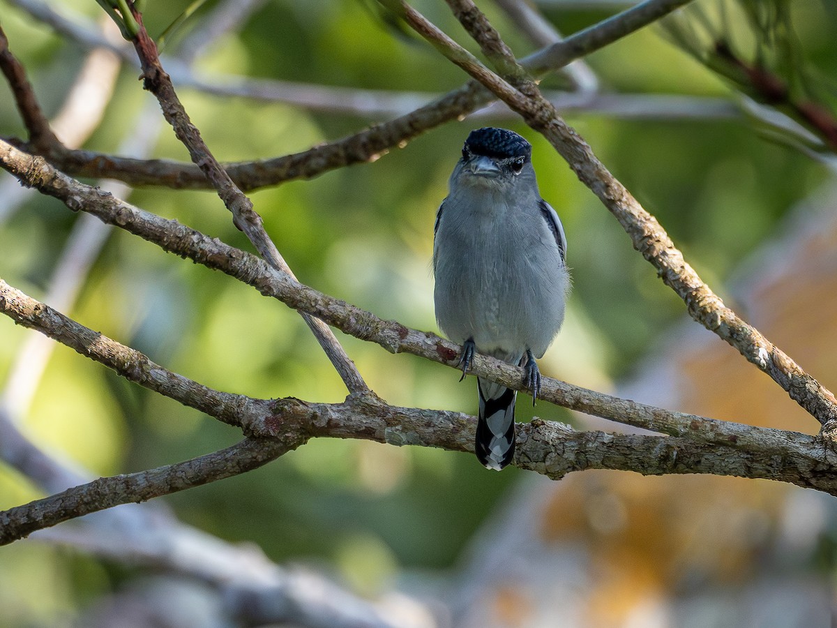 Black-capped Becard - ML646513169