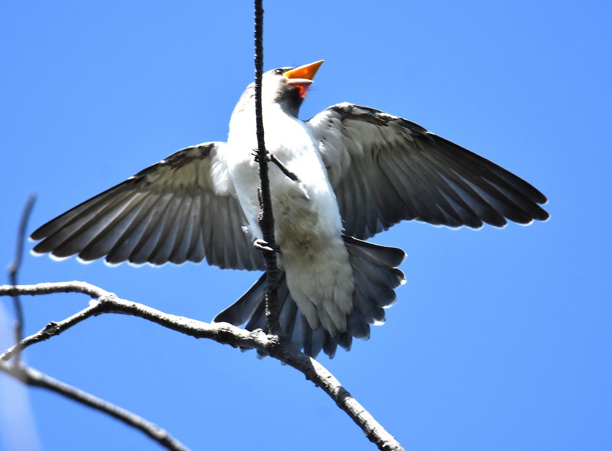 White-breasted Woodswallow - ML646513170