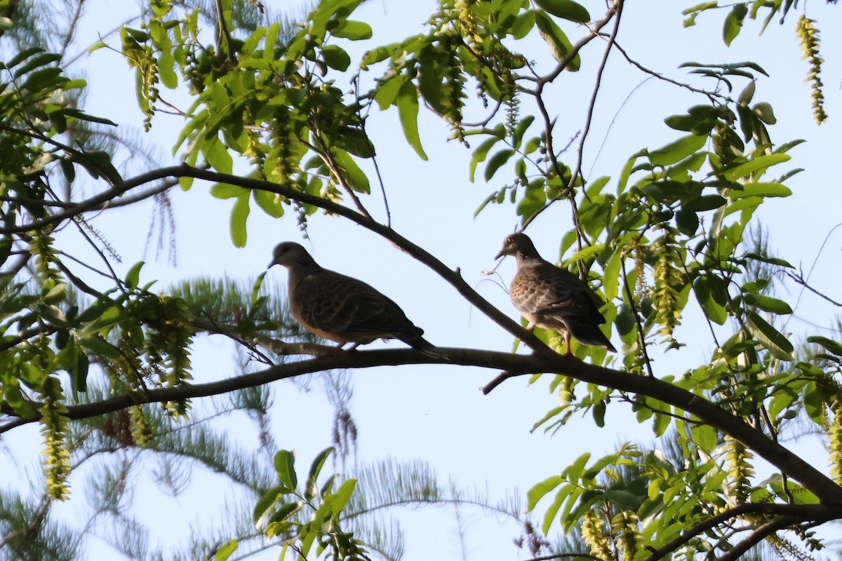 キジバト - ML646513171