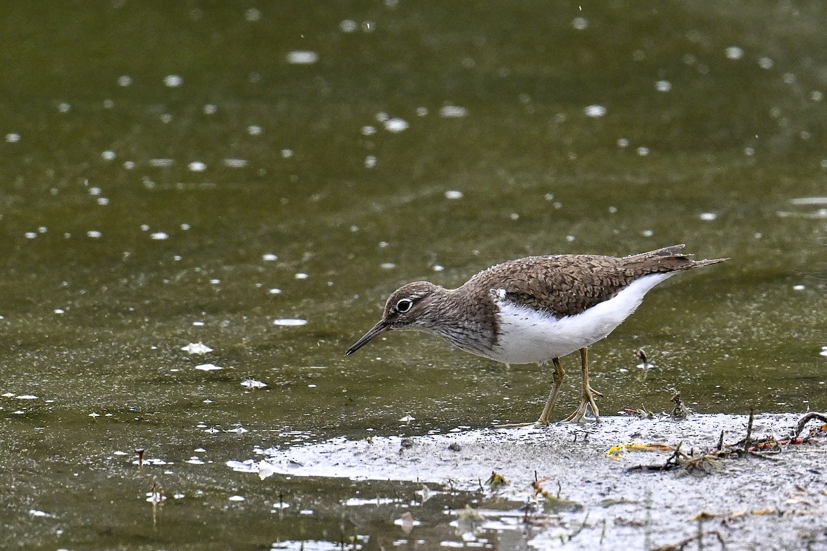 pisík obecný - ML646513173