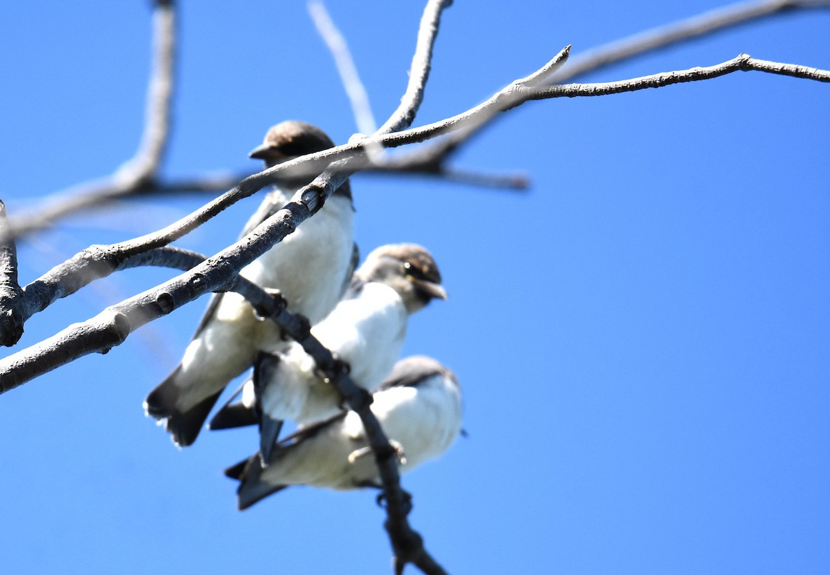 White-breasted Woodswallow - ML646513175