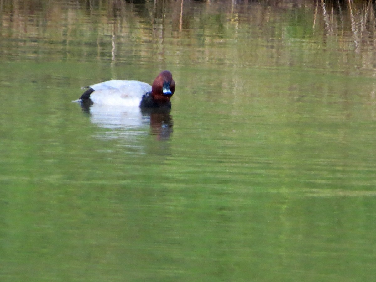 Fuligule milouin - ML646513179