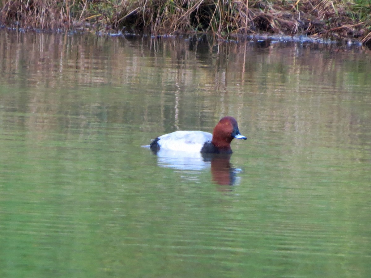 Fuligule milouin - ML646513180