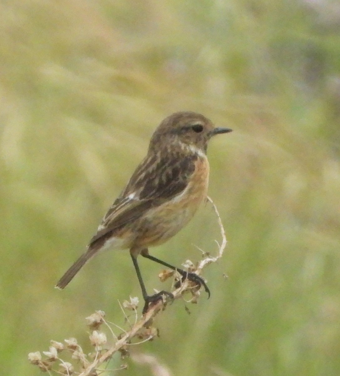 Трав'янка чорноголова - ML646513181