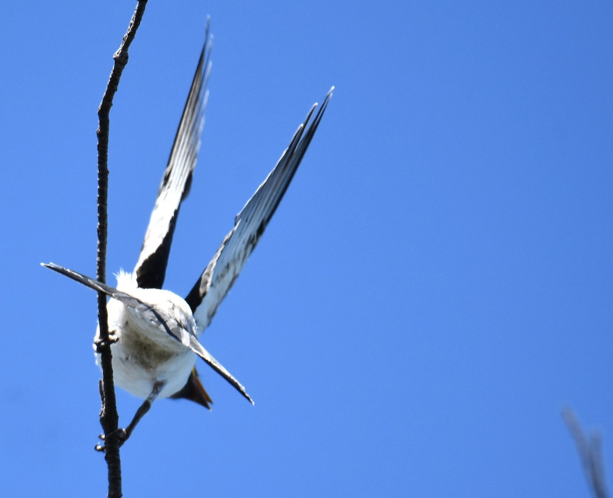 White-breasted Woodswallow - ML646513183