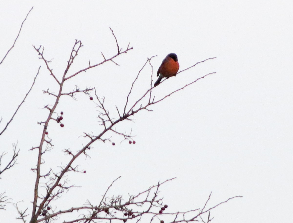 Bouvreuil pivoine - ML646513185